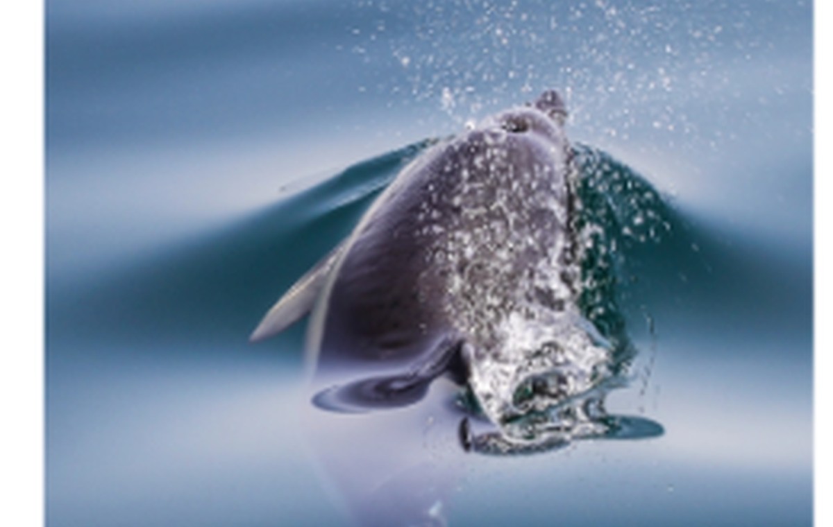 Algarve Dolphin Tours · Alvor, Algarve