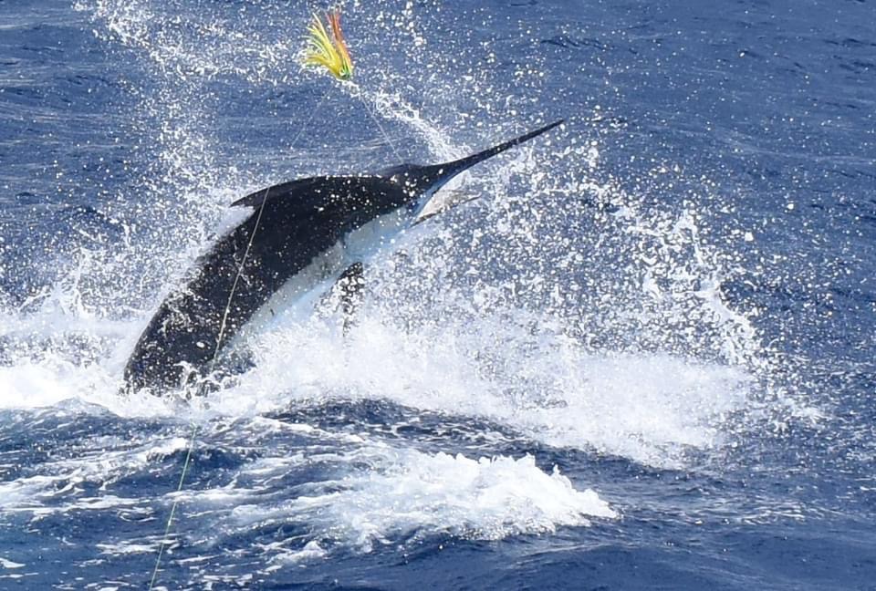 Algarve Big Game Fishing · Alvor, Algarve